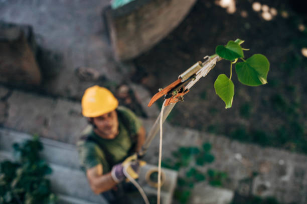 Trusted Evansville, IN  Tree Services Experts